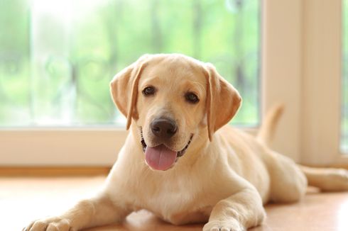 Anjing Terlatih Bisa Mendeteksi Virus Corona dari Urine Manusia