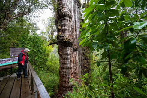 Seperti Apa Pohon Tertua di Dunia yang Ada di Chile?
