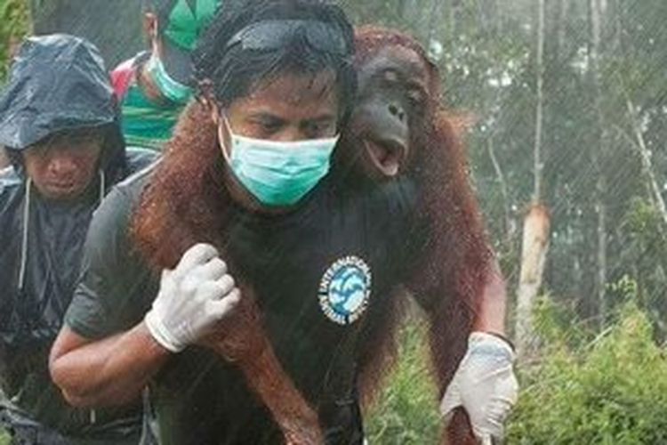 Foto laki-laki yang sedang menggendong orangutan bukan berasal dari BOSF, namun dari International Animal Rescue (IAR).
