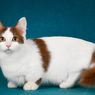 Fakta Unik, Kucing dan Kegemarannya pada Ilusi Bidang Persegi 