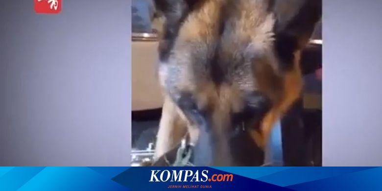 Cowok Ngentot Anjing - Video Viral Anjing Menangis Dipaksa Makan Cabai demi Konten Halaman all -  Kompas.com