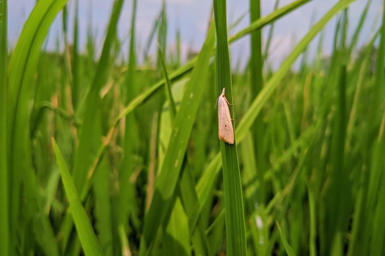 Ilustrasi hama penggerek batang padi kuning (Scirpophaga incertulas). 