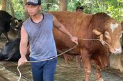 Harga Sapi Kurban di Sukoharjo Naik Hingga Rp 2 Juta Jelang Idul Adha 2026