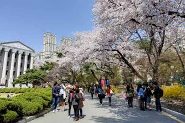 Musim semi di Korea Selatan