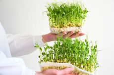 Cara Menanam Microgreen dengan Mudah, Bisa Panen Setelah 7 Hari