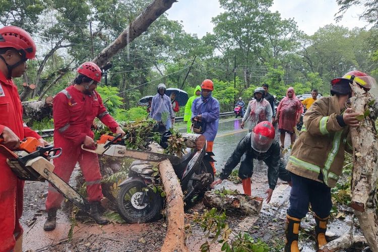 Petugas gabungan melakukan evakuasi pohon tumbang timpa pengendara sepeda motor di Hutan Tleseh, Gunungkidul. Jumat (19/1/2024)