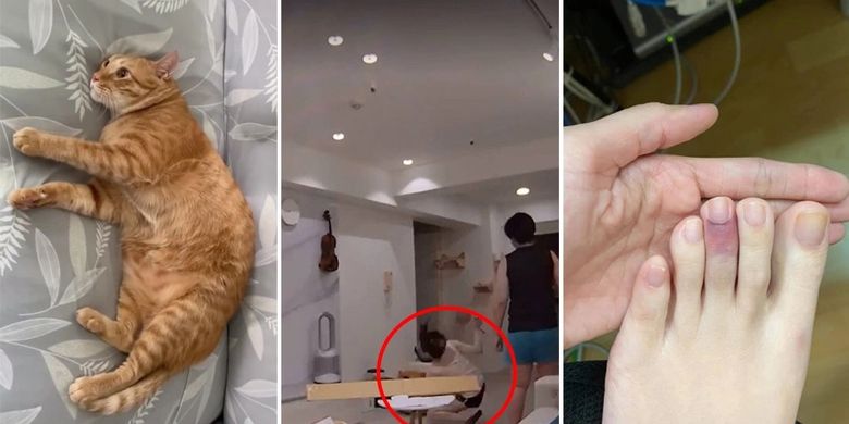 Ponkan (kiri), seekor kucing oren gemuk di Taiwan yang menjadi viral karena menabrak pemiliknya hingga jatuh dan jarinya terkilir (kanan).