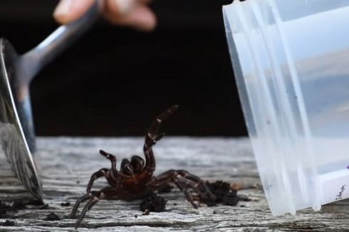 Mulai Hujan di Australia, Waspada Serangan Laba-laba Mematikan