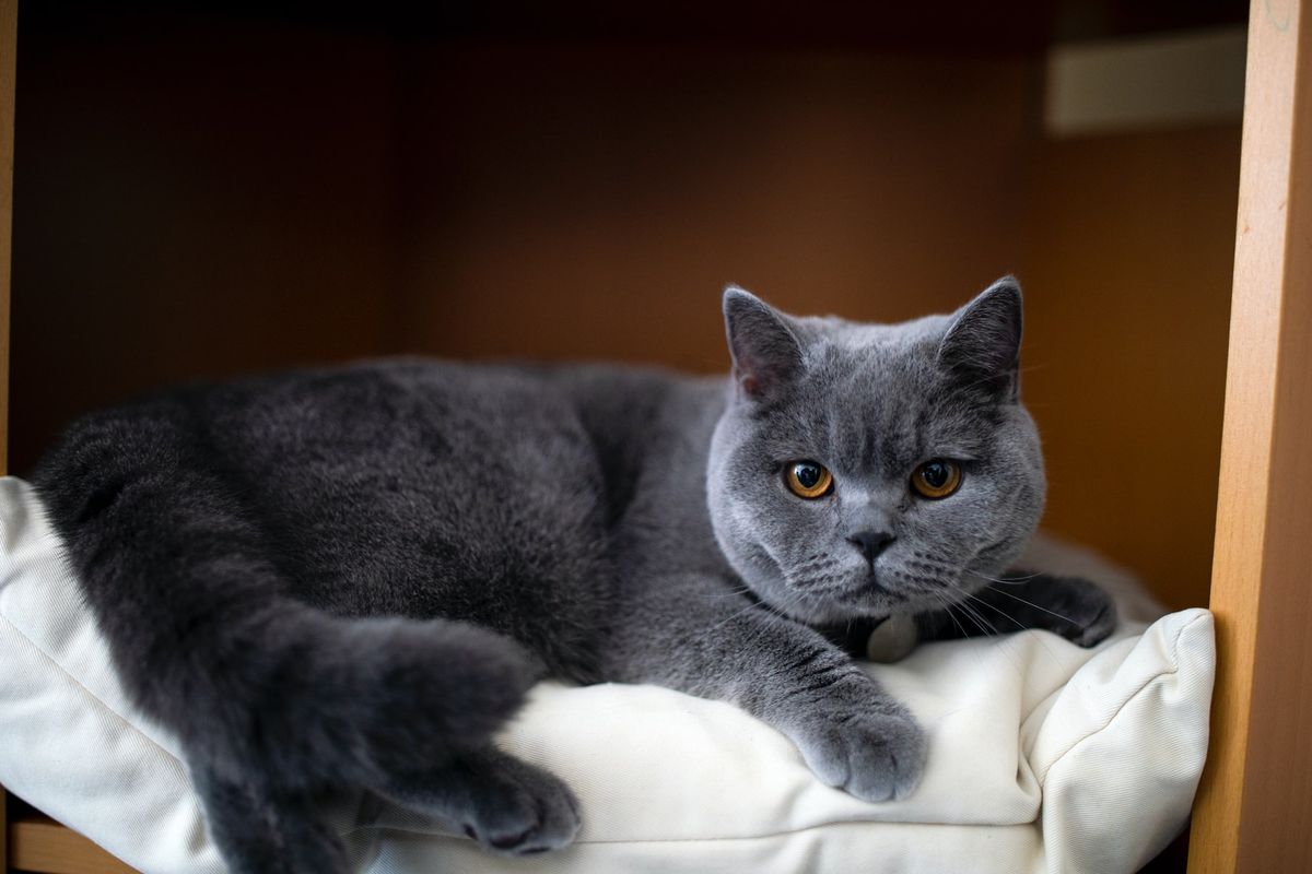 llustrasi British shorthair