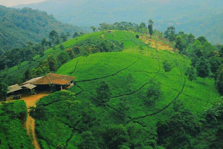 Revitalisasi Kebun Teh: Menyatukan Alam, Wisata, dan Harapan