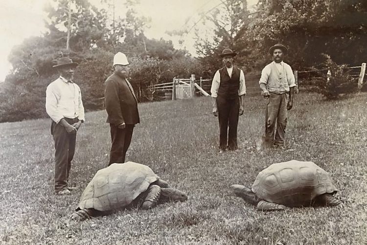 Foto paling awal yang memperlihatkan Jonathan Si Kura-kura, saat berusia 4 tahun. Pada 2022, Jonathan tercatat sebagai hewan darat yang tertua di dunia versi Guiness World Records.