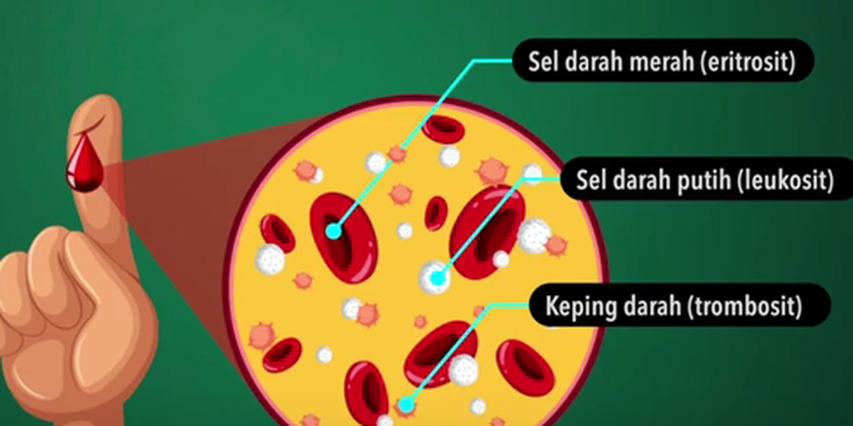 Berperan pengangkutan yang ke darah darah pencernaan sari oleh mengalami diserap untuk dibawa makanan bagian dan tubuh seluruh siap proses setelah adalah dalam Soal Sistem