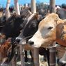 Sapi Terjangkit PMK di Lampung Bertambah 36 Ekor, 1 Hewan Ternak Mati