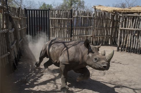 Setelah Punah 50 Tahun, Badak Hitam Kembali ke Republik Chad