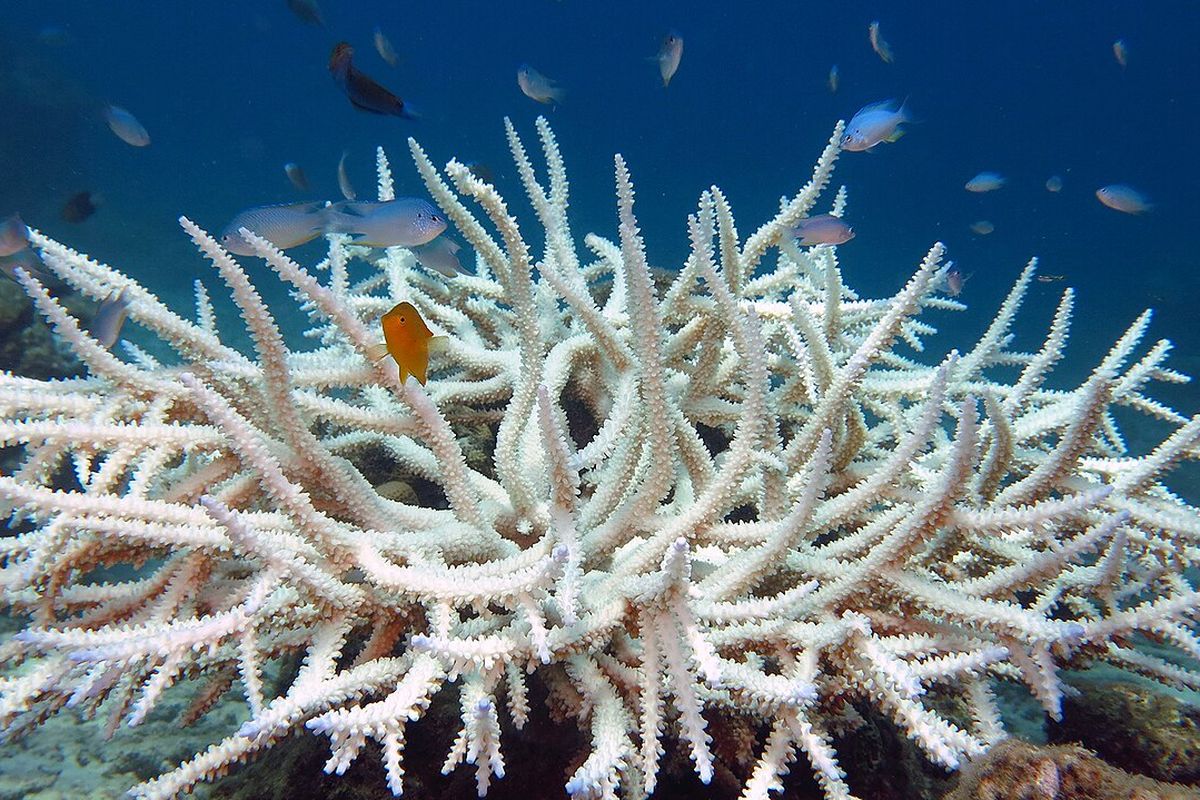 Studi terbaru mengungkap 51 persen terumbu karang dunia memutih akibat gelombang panas 2014&ndash;2017.