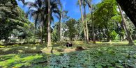 Jakarta Akan Punya Taman Besar, Satukan Tiga Taman Jadi Kawasan Hijau