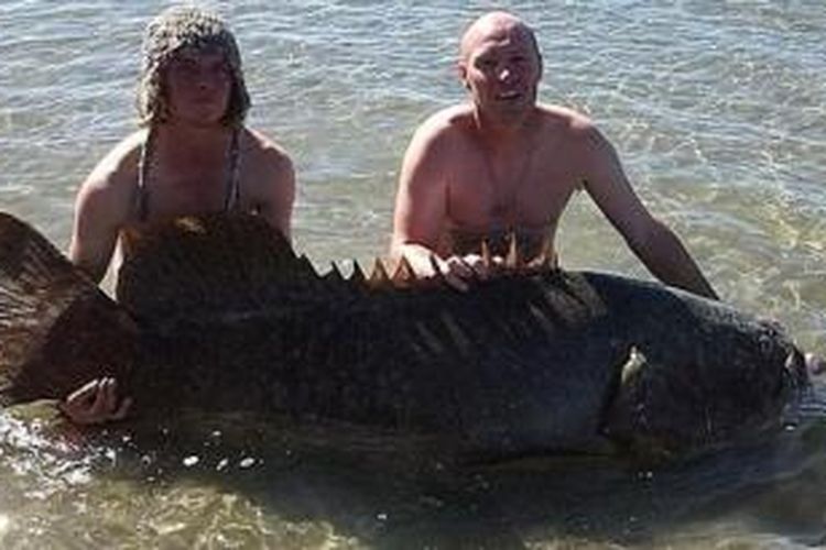 Ikan kerapu raksasa yang ditangkap dua nelayan Australia ini diperkirakan memiliki berat sekitar 100 kilogram.