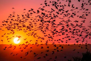 Jalur Migrasi Burung: Pengertian, Rute, dan Peran Indonesia dalam Flyway Asia