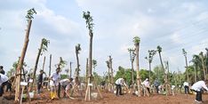 Jaga Kelestarian Lingkungan, Sinar Mas Tanam Ratusan Pohon di Jabodetabek