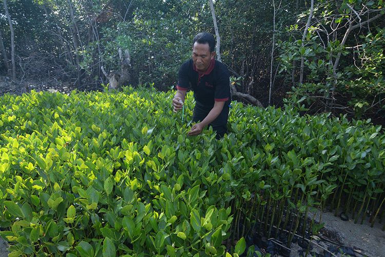 Slaman, aktivis lingkungan yang merawat pantai dan mangrove Desa Lembung, Kecamatan Galis, Kabupaten Pamekasan, hingga luas hutan mangrove mencapai 44 hektar. 