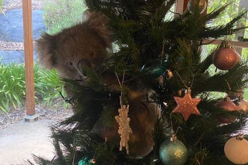 Seekor Koala Panjat Pohon Natal di Rumah Orang dan Tak Mau Turun
