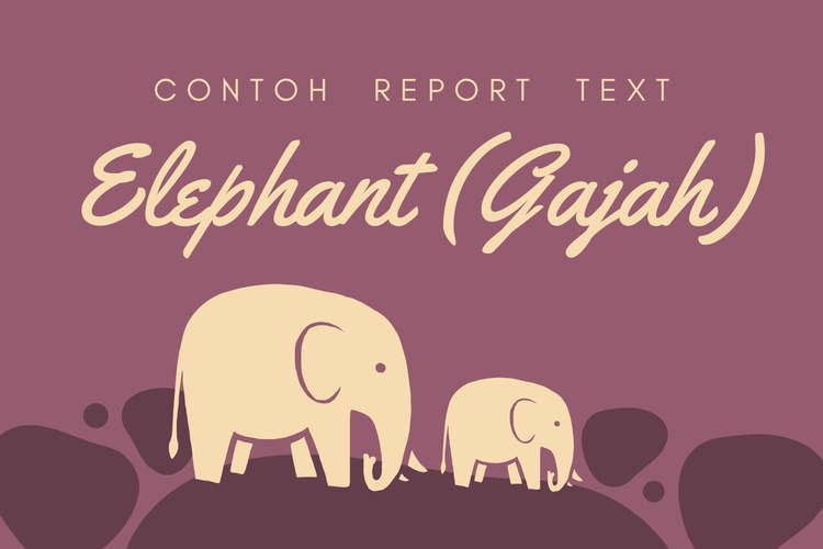 Ilustrasi contoh report text tentang gajah atau elephants