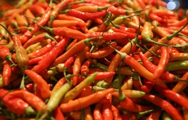 Foto stok: Cabai rawit merah.
