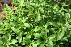 Cara Menanam Stevia di Halaman Rumah, Pemanis Alami Pengganti Gula