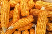 Varietas Unggul dalam Pengelolaan Penyakit Jagung