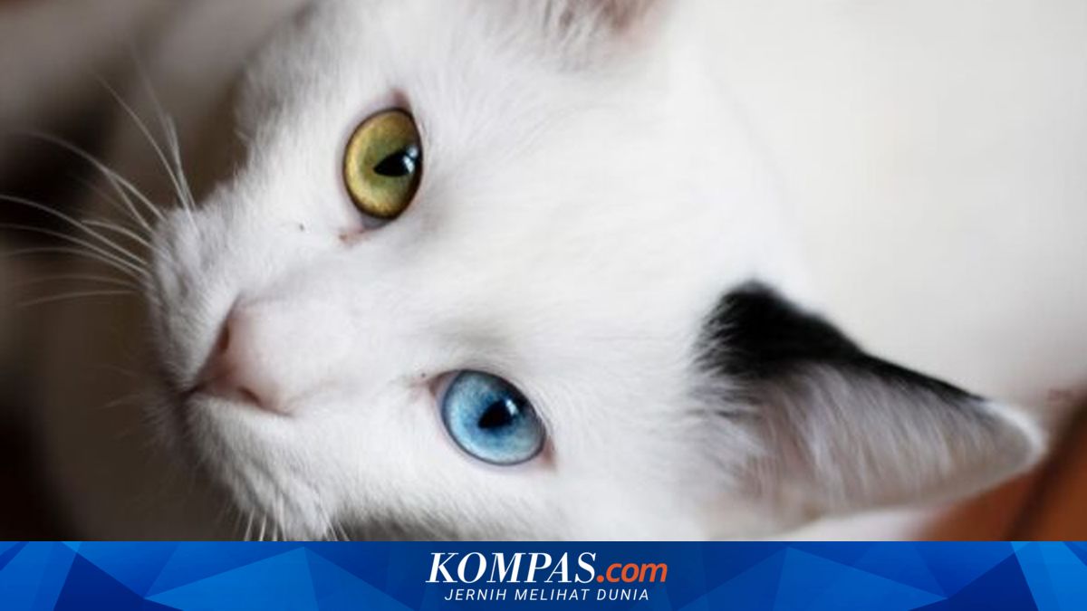Pakar Ungkap Mengapa Ada Kucing Odd Eyes, Beda Warna Mata Kiri dan Kanan