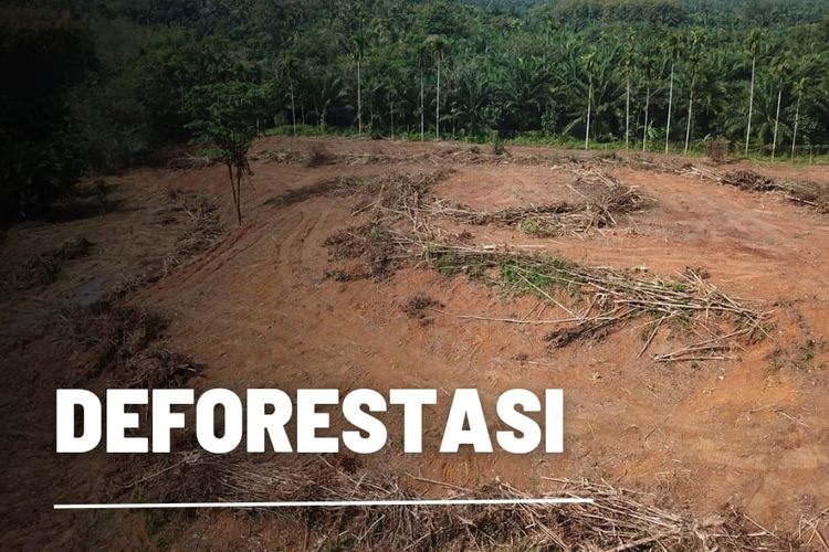 Pengertian Deforestasi, Penyebab, dan Contohnya