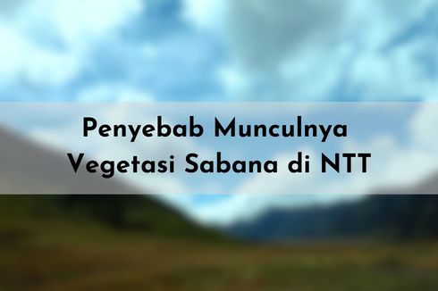 Penyebab Munculnya Vegetasi Sabana di NTT