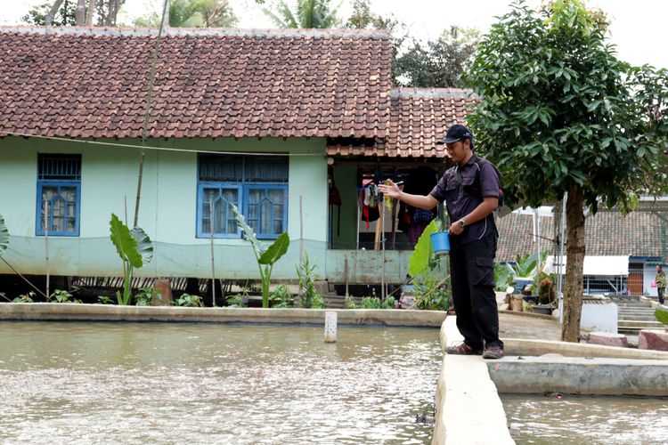 Ilustrasi budidaya ikan di kolam beton. 