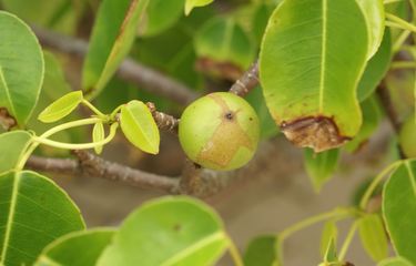 Berjuluk "Pohon Kematian", Inilah Pohon Paling Beracun di Dunia ...