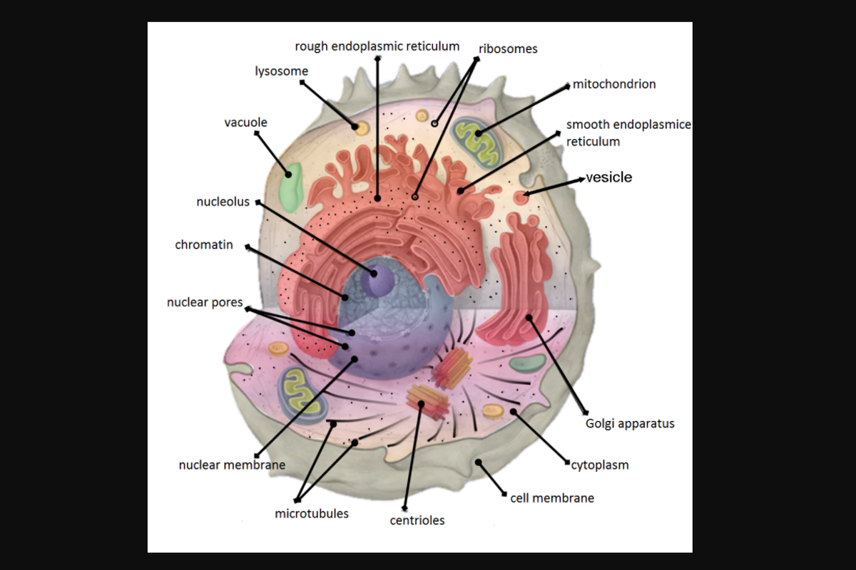 Ilustrasi organel sel dan fungsinya