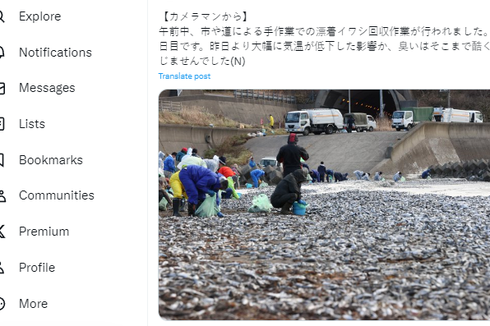 Saat Ribuan Ton Ikan Sarden Mati dan Terdampar di Pantai Jepang...