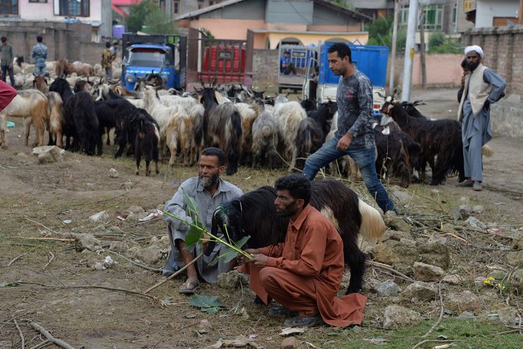 Para pedagang hewan kurban menunggu calon pembeli di Srinagar pada 11 Agustus 2019. Persiapan perayaan Idul Adha itu bertepatan dengan kebijakan pemerintah India untuk mencabut status otonomi Kashmir dan memberlakukan pengawasan ketat.
