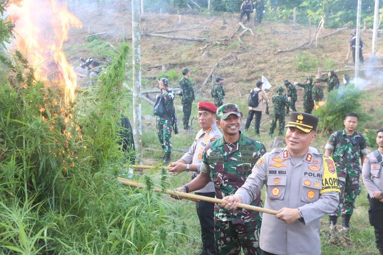 Tim Badan Narkotika Nasional (BNN) RI dibantu TNI/Polri memusnahkan dua hektare ladang ganja di Desa Teupin Reusep, Kecamatan Sawang, Kabupaten Aceh Utara, Provinsi Aceh, Senin (23/1/2024).