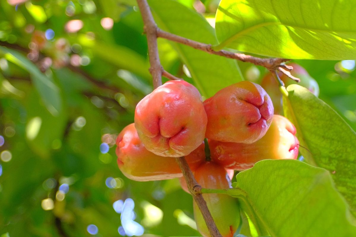 Ilustrasi tanaman jambu air. 