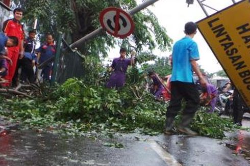 Hujan dan Angin Kencang Dini Hari Tadi, 7 Pohon Tumbang di Bekasi