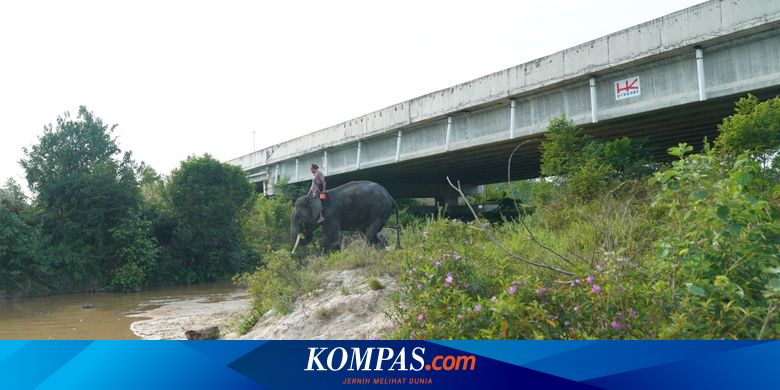 GPS Collar, Teknologi Pemantau Perjalanan Gajah di Tol Permai