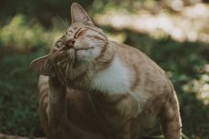 6 Cara Menjinakkan Kucing Liar