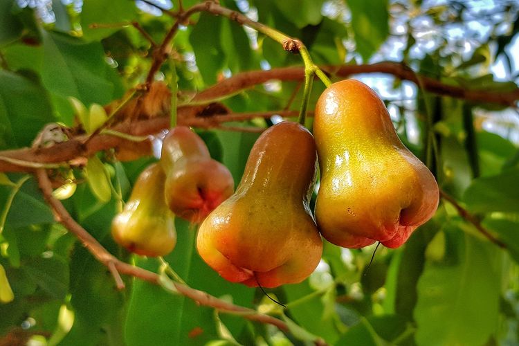 Ilustrasi jambu air, salah satu tanaman yang bisa ditanam dengan sistem tabulampot