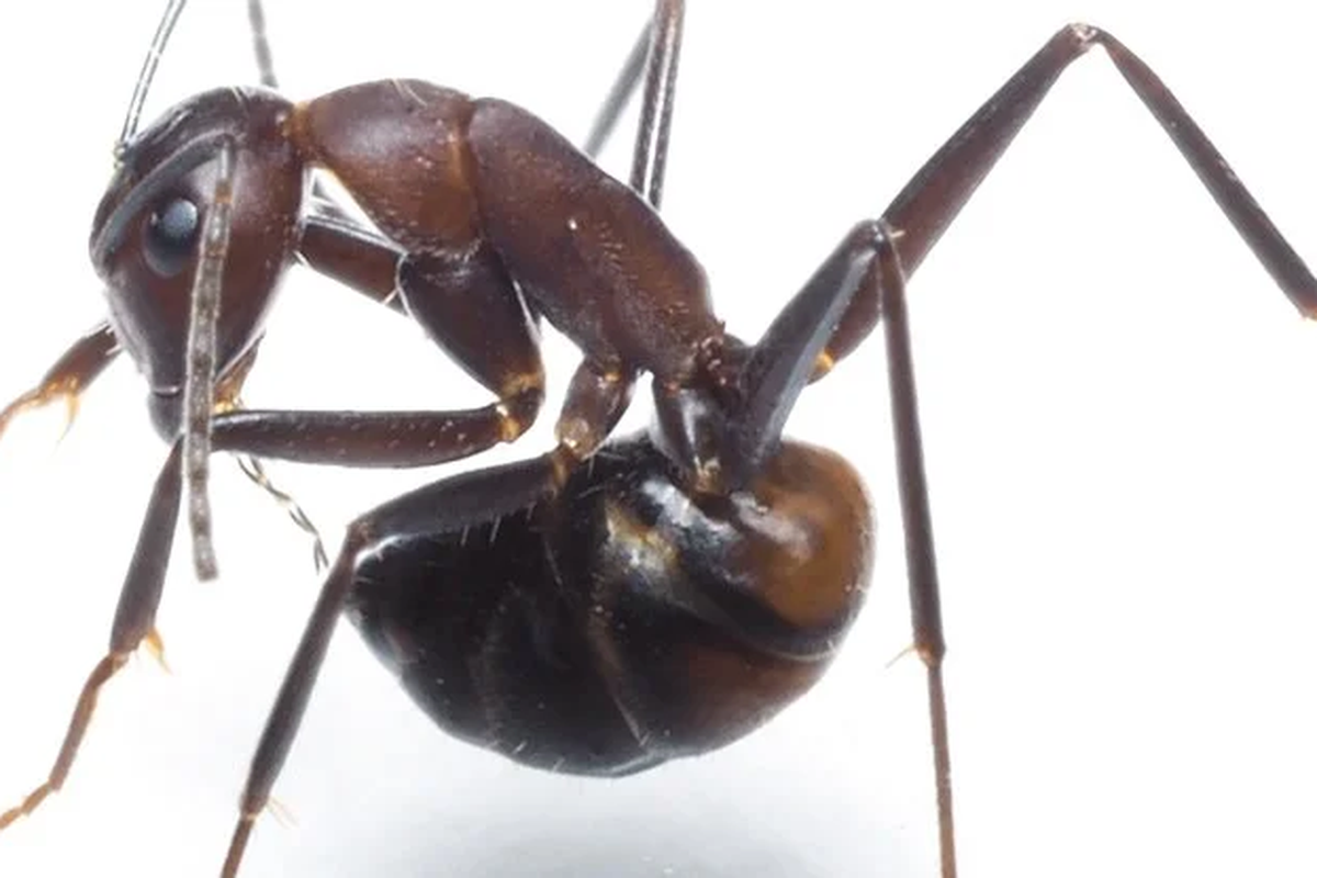 Semut Carpenter (Camponotus nicobarensis) menjilat pantatnya sendiri untuk mencegah penyebaran kuman di tubuhnya.
