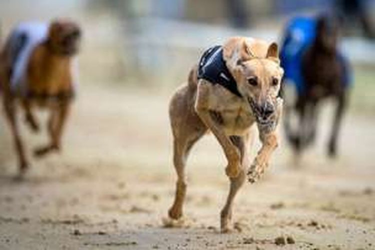 Pemerintah Negara Bagian New South Wales, Australia, menutup pacuan anjing 