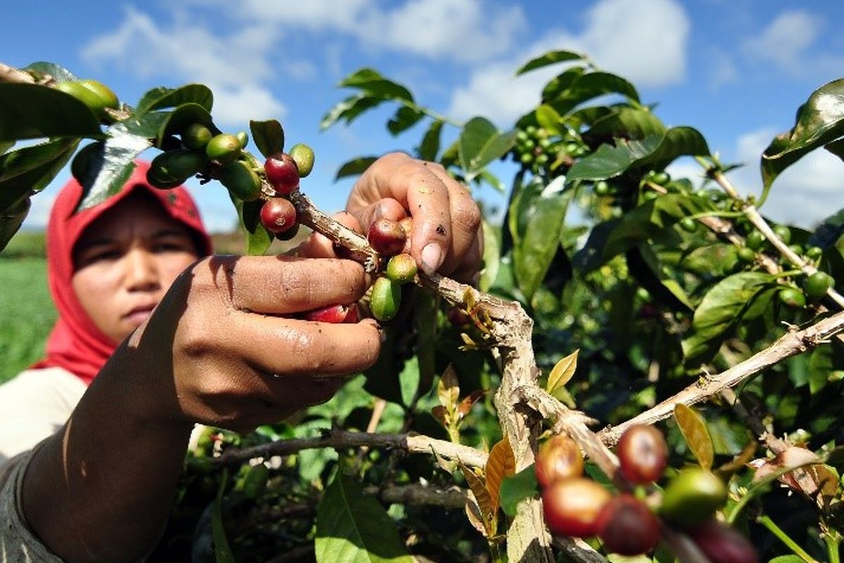 Petani sedang memanin kopi