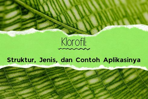 Klorofil: Struktur, Jenis, dan Contoh Aplikasinya