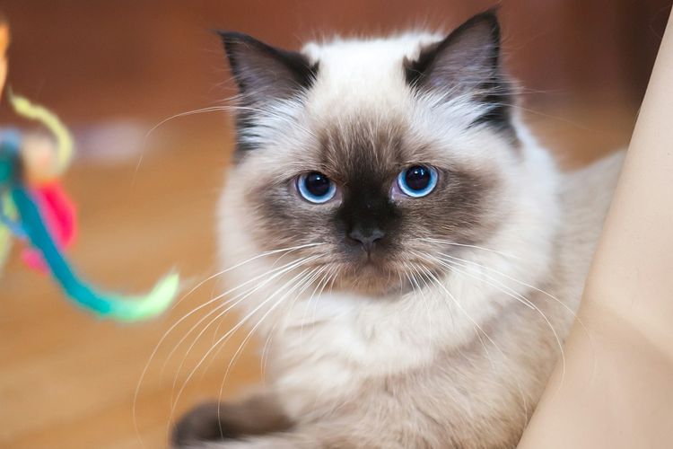 Ilustrasi kucing Ragdoll, Ilustrasi kumis kucing. 