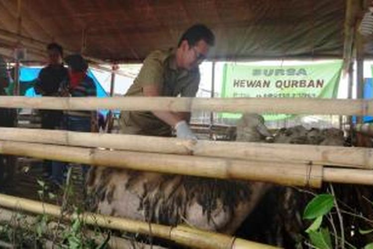 Petugas dari Dinas Peternakan, Perikanan dan Kelautan Jember, Jawa Timur, sedang memeriksa kesehatan hewan qurban.