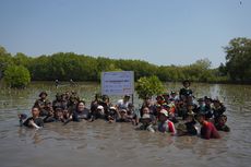 Eiger Tanam 10.000 Mangrove, Selamatkan Pesisir Pantai Utara Jabar